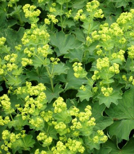 Alchemilla vulgaris